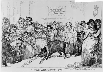 The Wonderful Pig, 1785